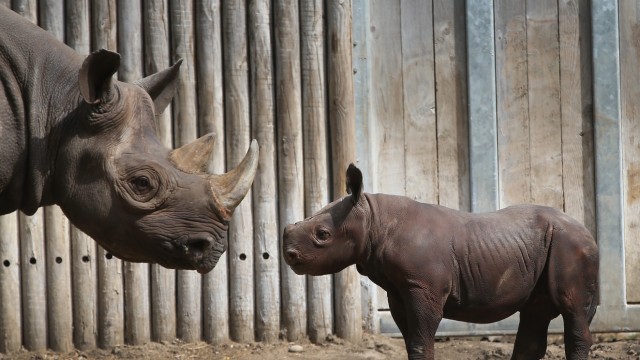 Chicago's Lincoln Park Zoo Host Preview Of Baby Rhinoceros