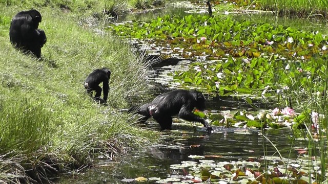 Schimpansen am Wasser