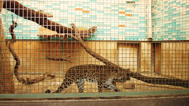 Leopard im "Alfred-Brehm-Haus" des Tiergartens Berlin