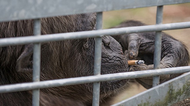 Rauchender Schimpanse im "Schwabenpark" Welzheim