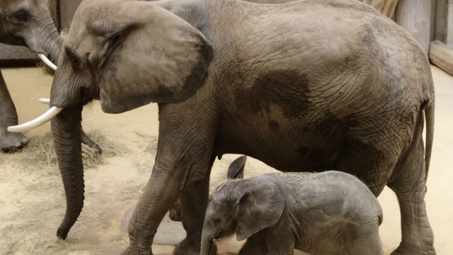 One-year-old female elephant Iqhwa walks next to its mother Tonga on its first birthday at Schoenbrunn zoo in Vienna