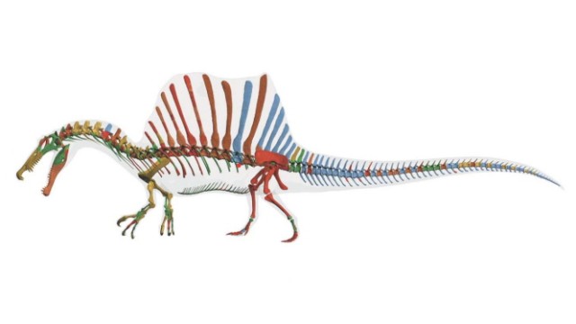Dinosaurier-Fossil: Rekonstruierter Spinosaurus, rot die Knochen des neuen Fundes.