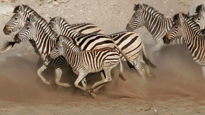 Safari: Zebras in Botswana