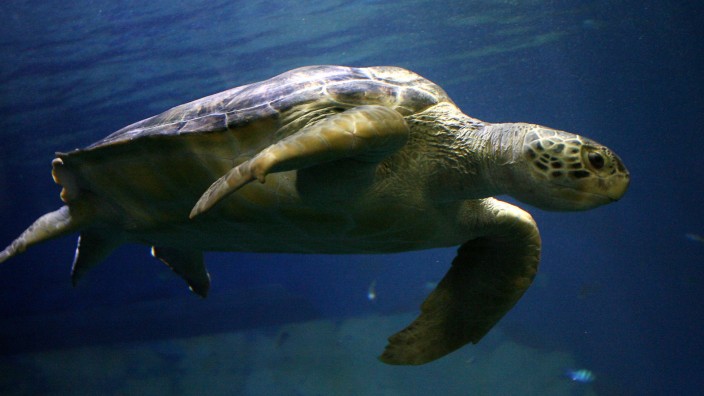 WWF: Kurze Atempause beim Artensterben - Grüne Meeresschildkröten