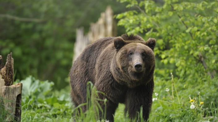 Debatte um artgerechte Haltung: Die Haltung von großen Tieren wie Braunbären wird von Zoogegnern heute infrage gestellt - doch auch Fachleute räumen Verbesserungsbedarf ein
