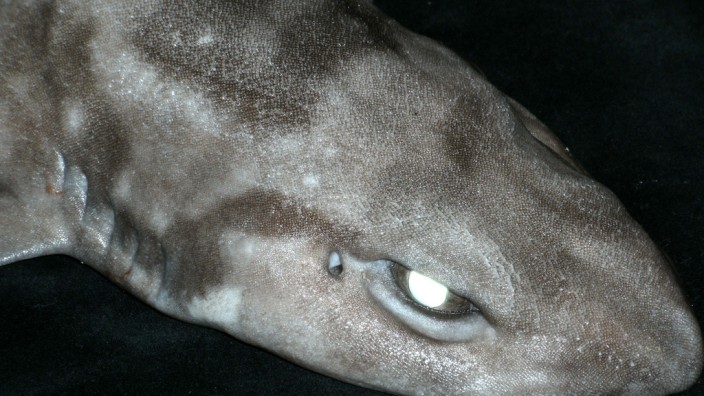 Verhaltensbiologie: Ein fleckiger Katzenhai (Scyliorhinus meadi)