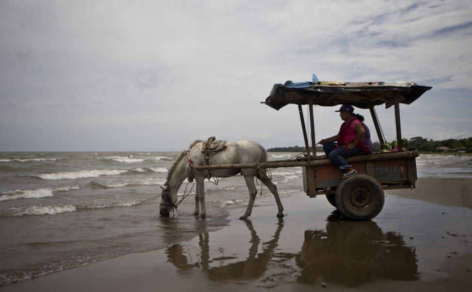 Pferd trinkt Wasser aus derm See Cocibolca in Nicaragua