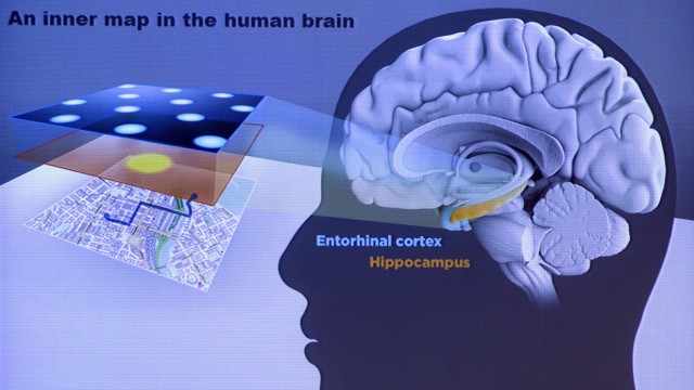 Stockholm: Das Gehirn erstellt detaillierte Karten von der Umgebung. Für die Entschlüsselung der zugrunde liegenden Mechanismen erhielten drei Neuwowissenschaftler den Medizin-Nobelpreis.