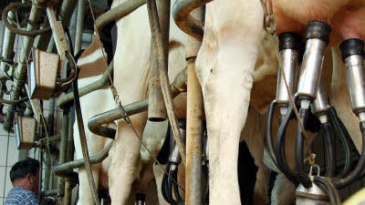 Kampf um den Milchpreis: Der Kampf um den Milchpreis ist für die Bauern ein Kampf um die Existenz.
