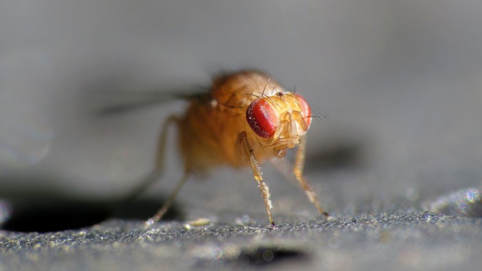 Insekten: Ein Wein- und Bierkenner: Drosophila immigrans