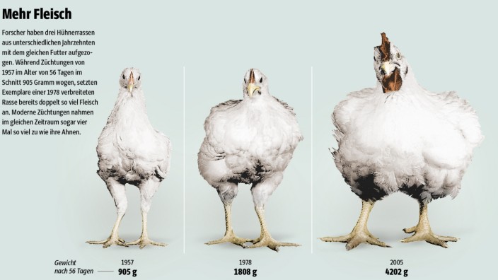 Geflügel-Produktion: Hühner haben in den vergangenen 60 Jahren deutlich an Gewicht zugelegt