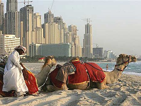 Dubai Kamele