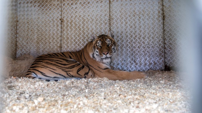 Maroder Lastwagen mit Tigern gestoppt