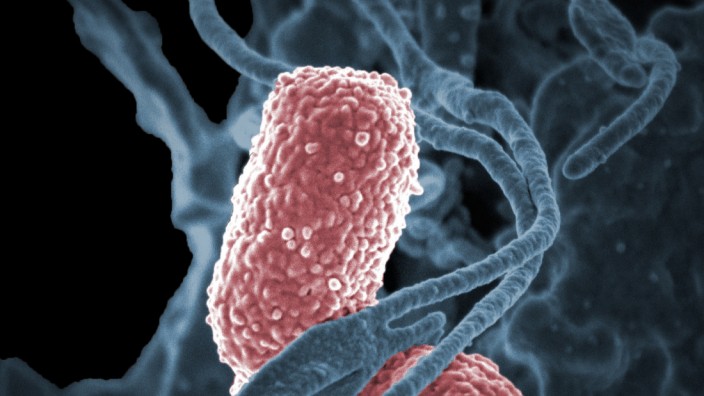 Innere Uhr bei Bakterien: Klebsiella Pneumoniae gehört zu den normalen Darmbewohnern des Menschen - wie ihr Wirt haben auch die Mikroorganismen einen Tag- und Nachtrhythmus