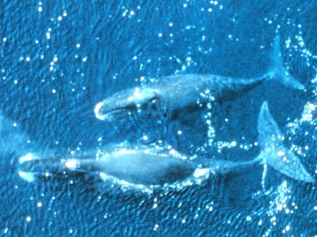 Grönlandwal, NOAA
