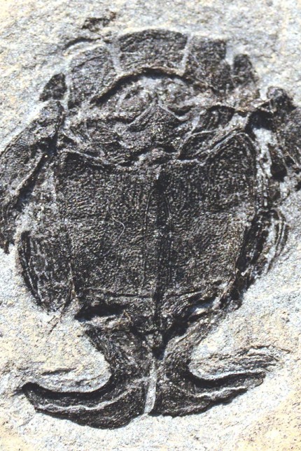 400 Millionen Jahre alte Plattenhäuter: Fossil von Microbrachius