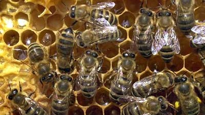 Bienensterben: Ein Viertel aller Bienenvölker in Deutschland hat den Winter nicht überlebt. Normalerweise sterben zehn bis zwölf Prozent in den kalten Monaten.