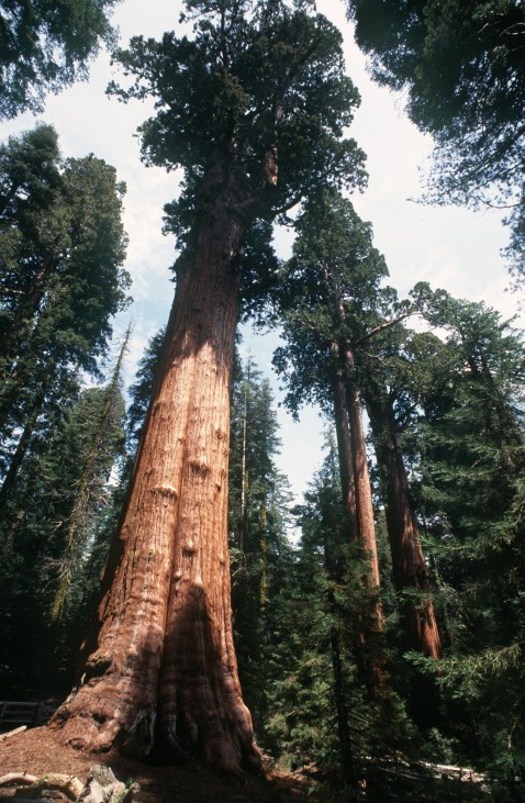 Mammutbaum im kalifornischen Redwood Nationalpark