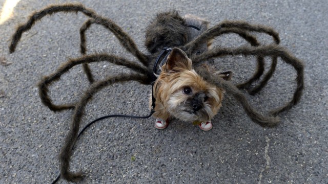 Hund an Halloween in New York