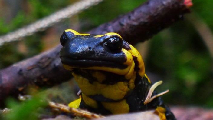 Amphibiensterben: Der Feuersalamander wird in den Niederlanden von einer Pilzinfektion bedroht, die sich rasant ausbreitet
