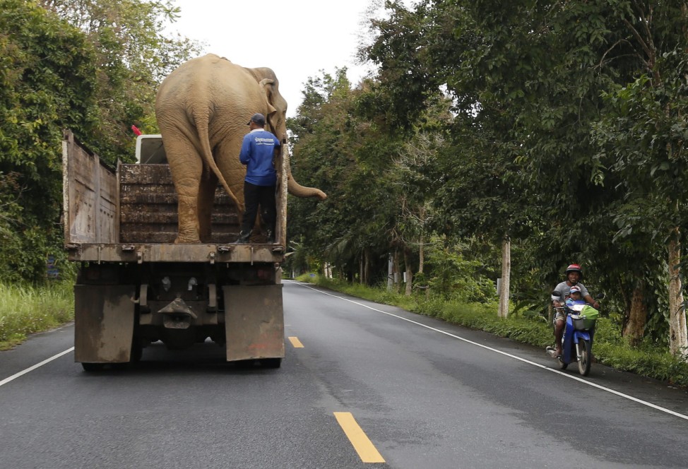 An elephant and his mahout get a ride on a six-wheel truck along