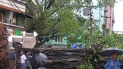 Schwere Verwüstungen in Birma: Entwurzelte Bäume in Rangun: Der Zyklon hat eine Schneise der Verwüstung hinterlassen.