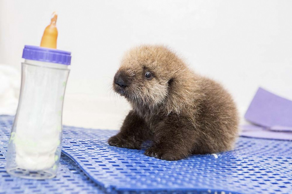 A five-week-old orphaned Southern Sea Otter pup rests on a rubber mat after arriving at the Shedd Aquarium's Abbott Oceanarium in Chicago, Illinois