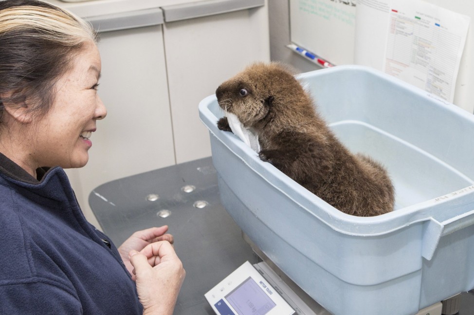 Senior Director of Marine Mammals Lisa Takaki looks over a five-week-old orphaned Southern Sea Otter pup at the John G. Shedd Aquarium after it arrived at the Shedd Aquarium's Abbott Oceanarium in Chicago, Illinois