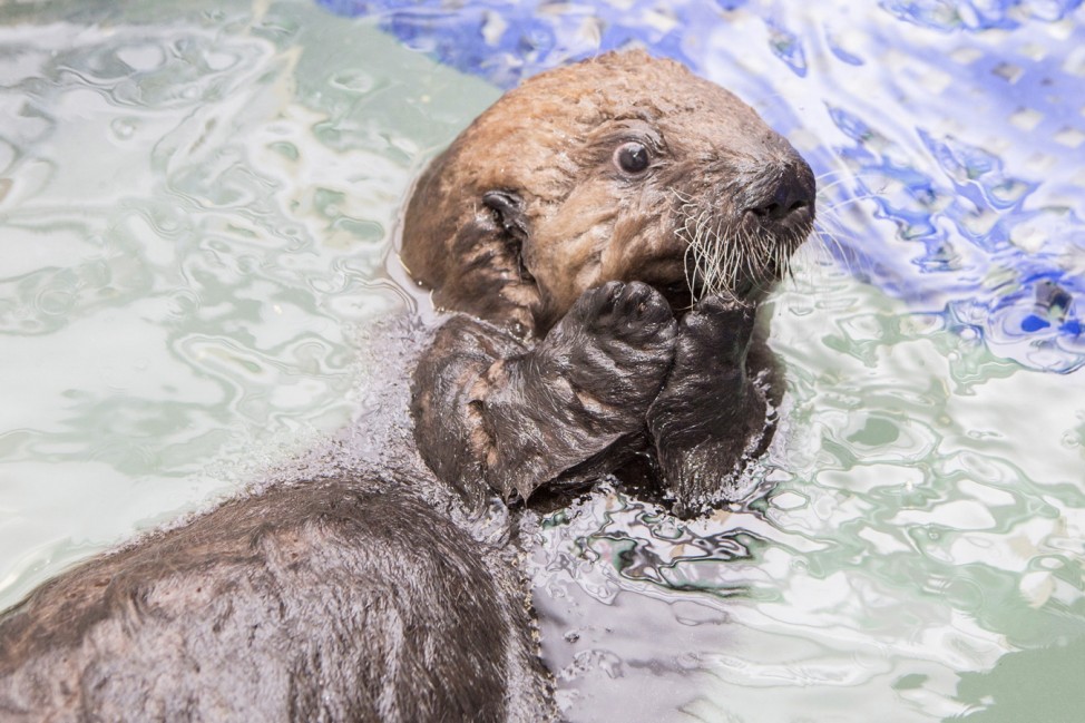 A five-week-old orphaned Southern Sea Otter pup swims after arriving at the Shedd Aquarium's Abbott Oceanarium in Chicago, Illinois