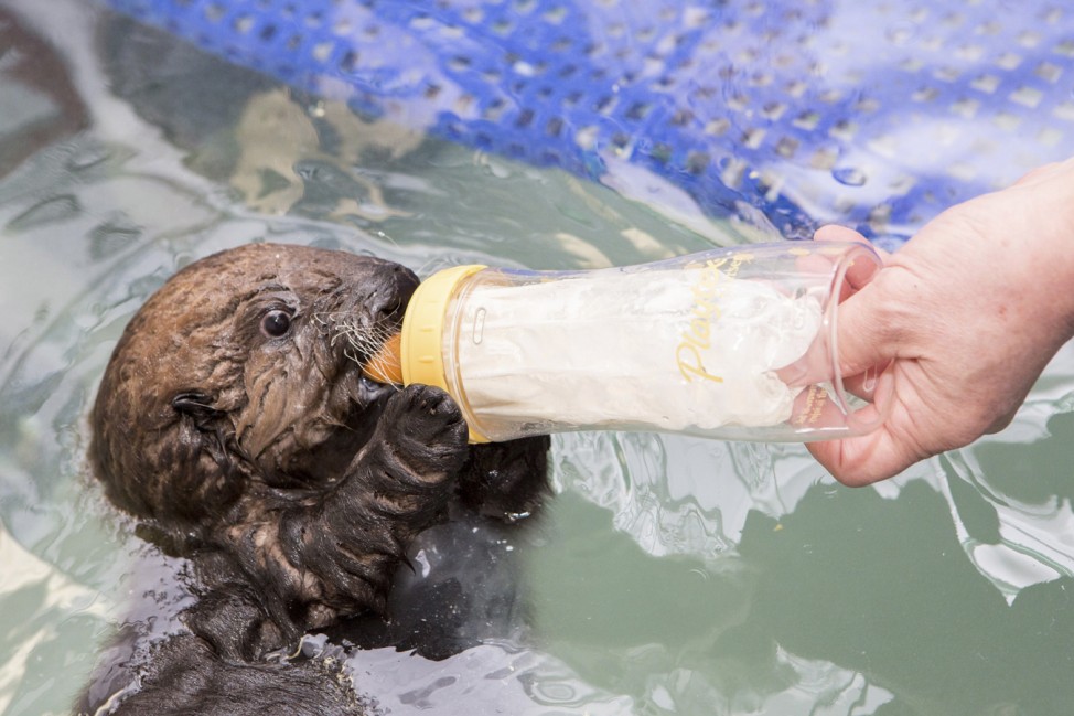 A five-week-old orphaned Southern Sea Otter pup rests and drinks from a bottle after arriving at the Shedd Aquarium's Abbott Oceanarium in Chicago, Illinois