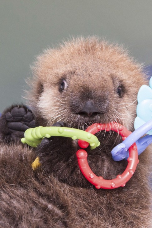 A five-week-old orphaned Southern Sea Otter pup plays with some toys after arriving at the Shedd Aquarium's Abbott Oceanarium in Chicago, Illinois