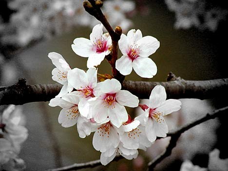 Kirchblüte in Japan, Pixelquelle