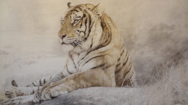Ein Sibirischer Tiger, anmutig dargestellt.