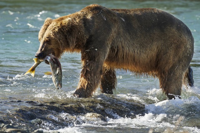 Ausgegrenzt: Der Bär "Chinook" muss alleine für sein Überleben sorgen.