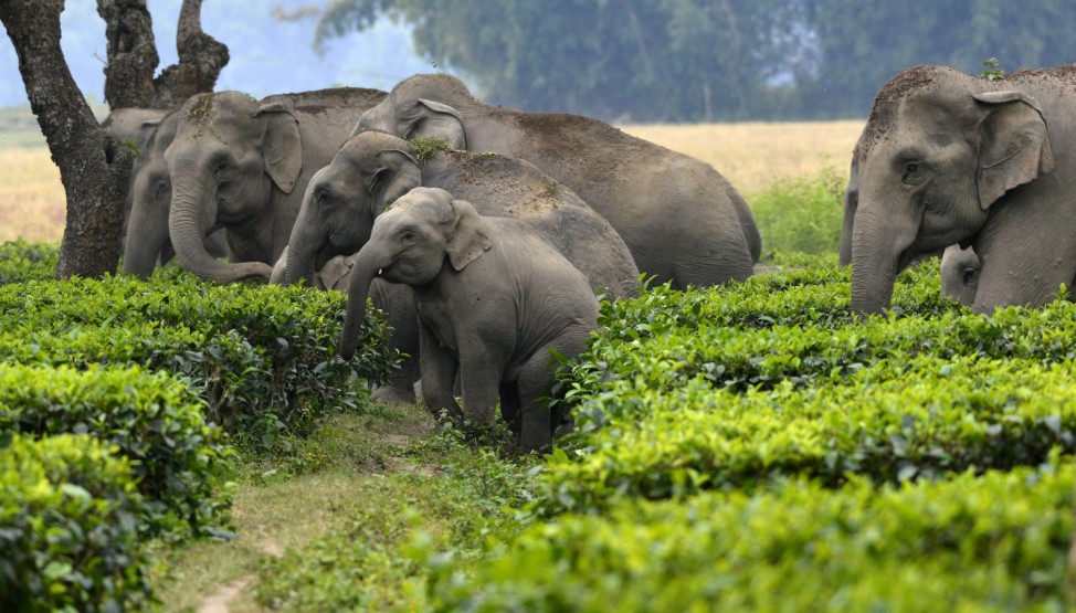 Wild elephant cubs play in a tea garden
