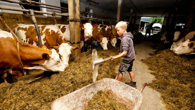 Erbstreit in Oberbayern: Auch die Jüngsten kümmern sich um die 50 Rinder, 80 Kälber, Schweine und Hühner.