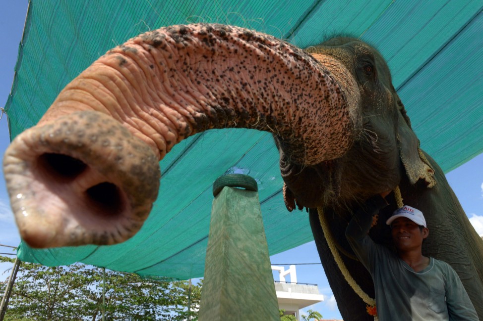 Elefant in Phnom Penh
