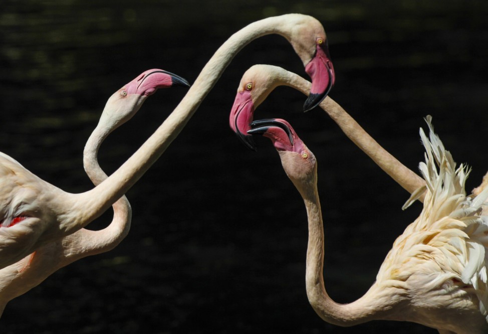 Flamingos are seen in a nature reserve park in Panyu district south of Guangzhou