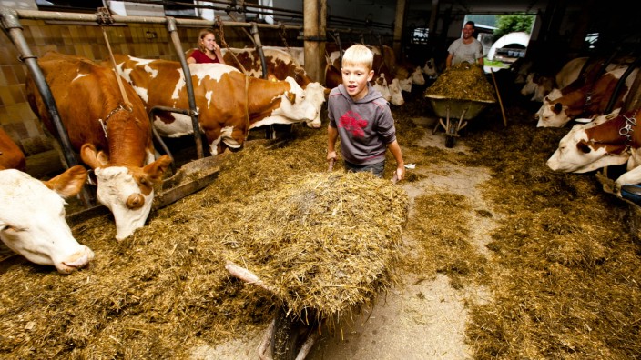 Erbstreit in Oberbayern: Die 50 Rinder und 80 Kälber vom Forstmaier-Hof müssen wohl zum Schlachter, wenn die Bauernfamilie auszieht. Im Winter gibt es keine freien Ställe.