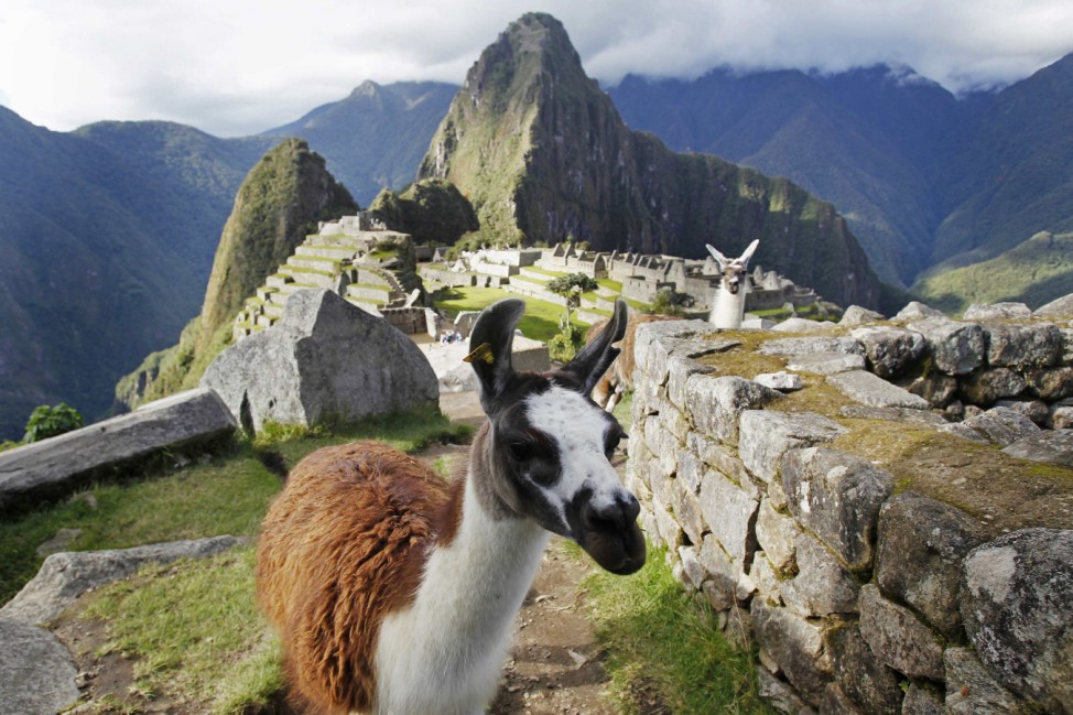 Llamas are seen in front of the Inca citadel of Machu Picchu in Cusco