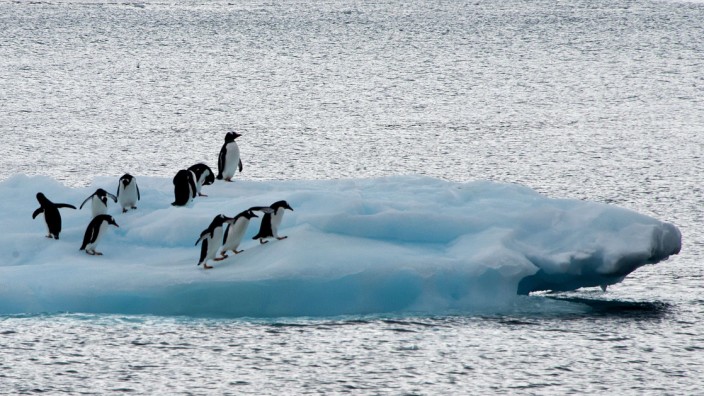 Klimawandel: Pinguine auf einer Eisscholle: Wärmeres Wasser greift das Eis in der Antarktis an, haben Forscher ermittelt.