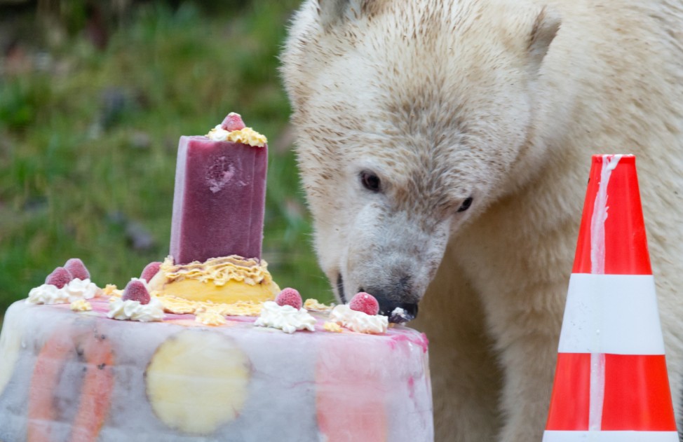 Eisbären Nela und Nobby feiern Geburtstag