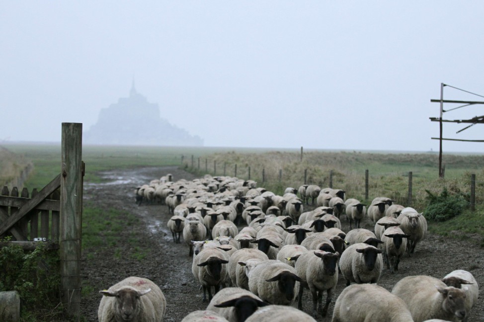 Schafe vor dem Mont Saint Michel