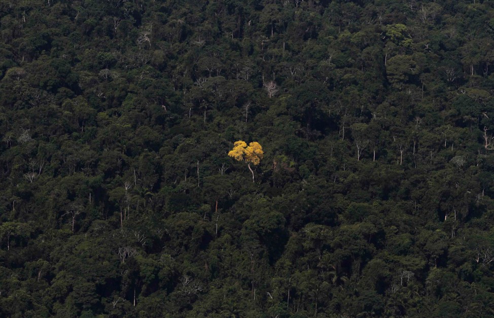 An ipe (lapacho) tree is seen in this aerial view of the Amazon rainforest near Novo Progresso