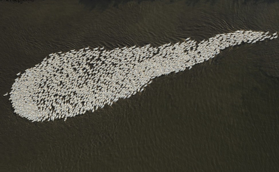 Aerial view of a flock of geese swimming in a branch of Yangtze river in Dongtu county