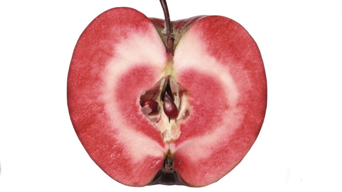 Grüne Gentechnik: Viele Pflanzenzüchter glauben, dass mit alten Genen aufgepeppte moderne Arten wie dieser Redlove-Era-Apfel auf dem Markt kaum eine Chance hätten.