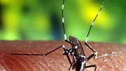 Malaria-Mücke; dpa