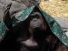 File photo of an orangutan named Sandra, covered with a blanket, inside its cage at Buenos Aires' Zoo