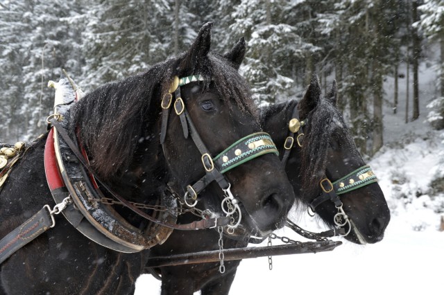 Noriker Pferde Winter
