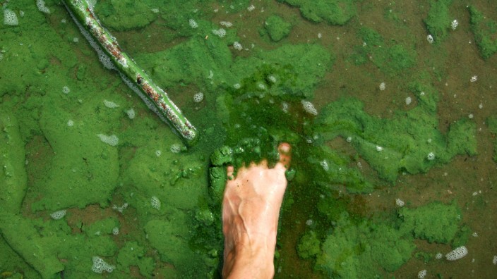 Waging am See: Wenn zu viel Stickstoff im Wasser ist, vermiesen einem giftgrüne, schleimige Algen die Badefreuden.